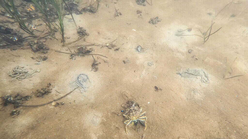 Strandkrabbe spiser blåmuslinger. På bunden omkring er sandorms ekskrementer. Set på tur i GLASKAJAK® med VisionKayak